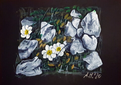 Flora alpina 6 - acquarello su cartone 35x25 cm