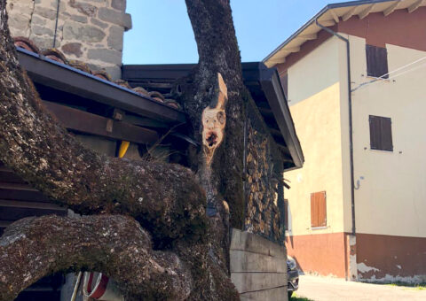 Gnomo su oppio - Maro, Castelnovo ne\' Monti (RE)