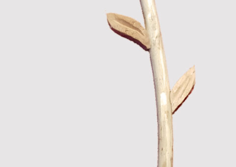 Stella alpina - scultura su cirmolo  29 cm x diam. 10 cm
